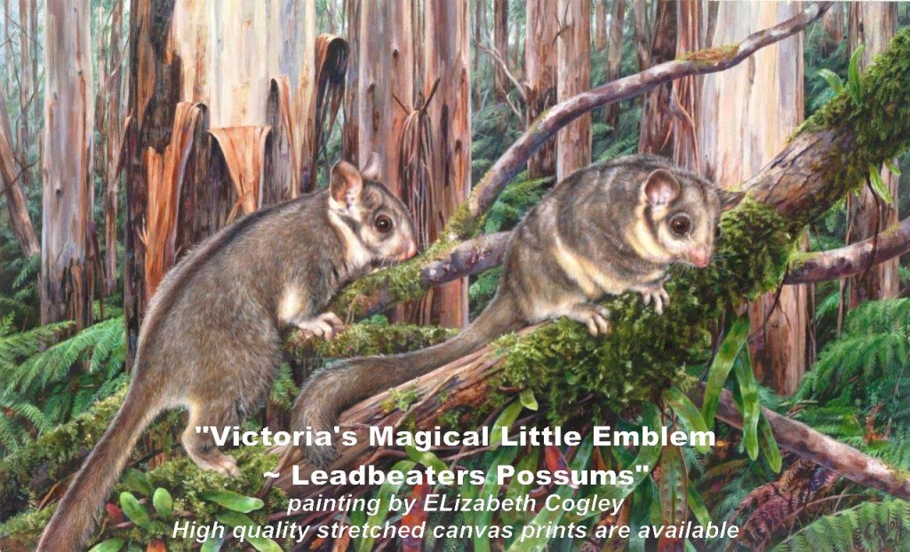 Help save Leadbeater's Possum, buy an art print by Elizabeth Cogley at Leadbeaters.org.au 