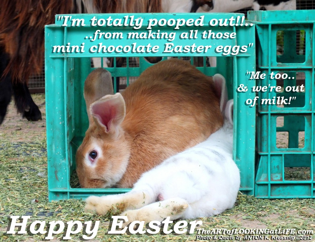'Pooped out from Easter' ~ photo by Anton K. Kressnig