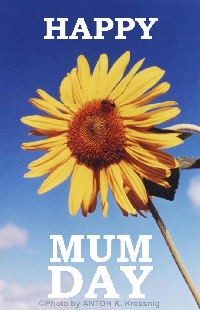 "Happy Mum Day" (Mum's Sunflower photo by Anton K) 