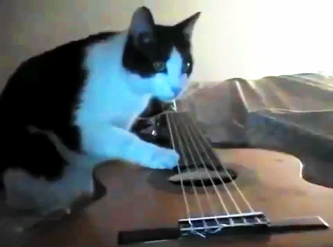 Tabby Cat Steven playing guitar Moe Melbourne earthquake 2012 cute cats video photo 6 string acoustic