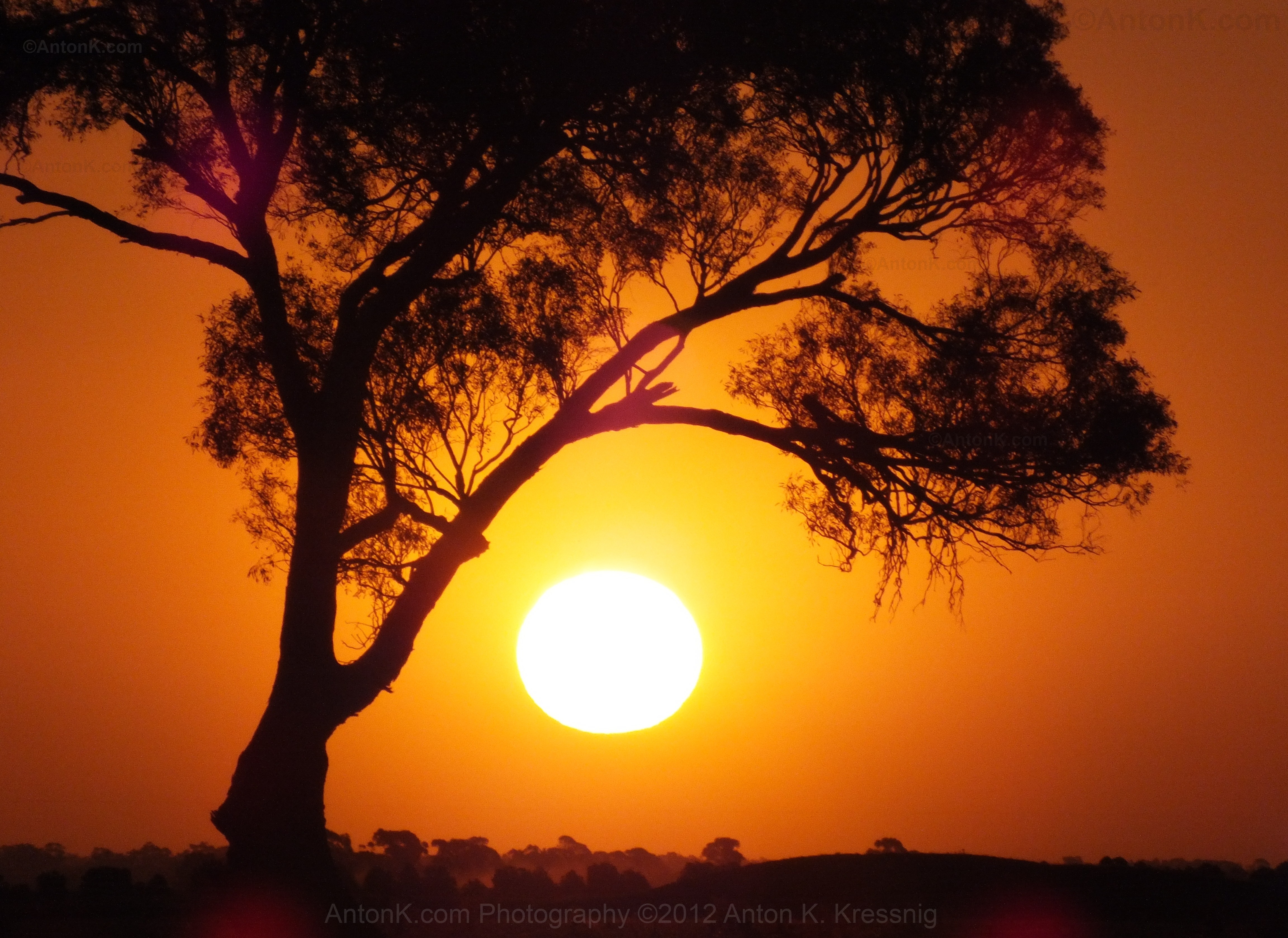 Western Highway Middle Creek Victoria Australia summer sunset Gum Tree photo by Anton K Kressnig
