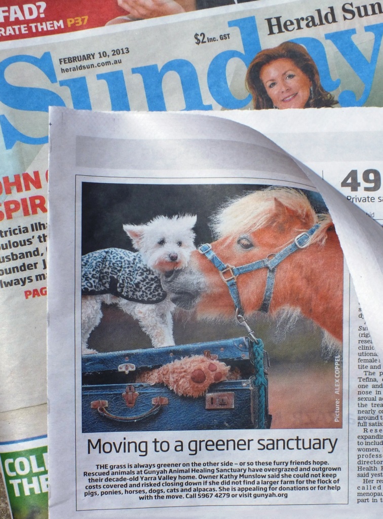 Gunyah Animals Healing Sanctuary moving Sunday Herald Sun newspaper little white dog miniature horse blue suitcase 10th February 2013