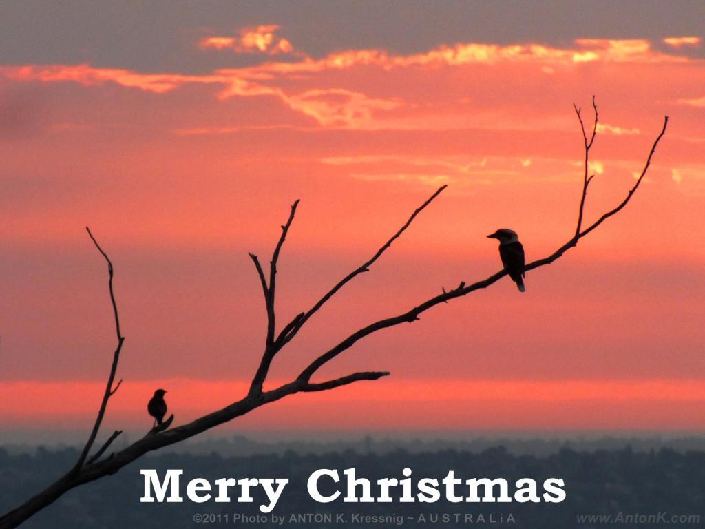 Merry Christmas eve sunset Melbourne Xmas photo Kookaburra Australian birds Aussie tree Dandenongs Boronia view