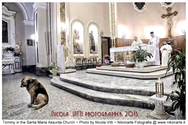 Loyal dog Tommy German Shepherd mourns Santa Maria Assunta church daily mass service Italy Ciccio waiting