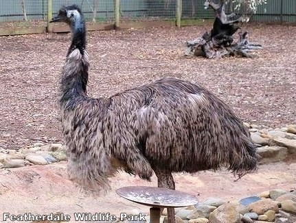 Emu stolen distressed male Emu mate Featherdale Wildlife Park Sydney Australian big bird missing