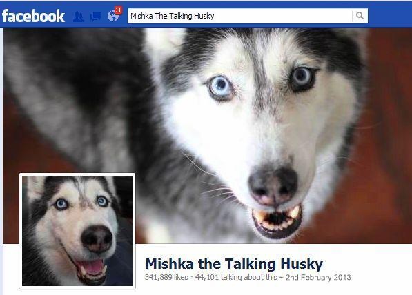 Mishka the talking Siberian Husky dog Facebook page smiling light blue eyes screenshot