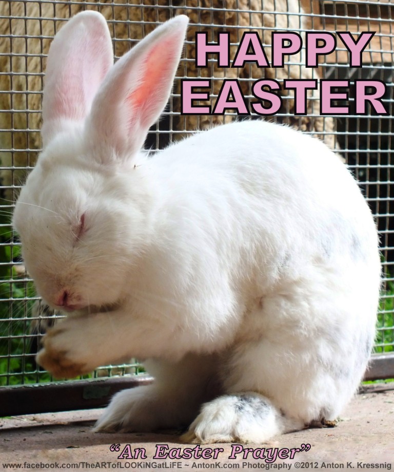 Happy Easter Prayer cute white Bunny Rabbit praying pray funny photo meme by Anton K