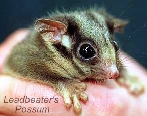Leadbeaters Possum held in hand cute Australian little marsupial endangered threatened animal