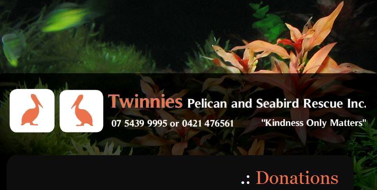 Twinnies Pelican and Seabird Rescue inc official website donations Kindness Only Matters Paula Bridgette Powers Pelican graphic icon logos
