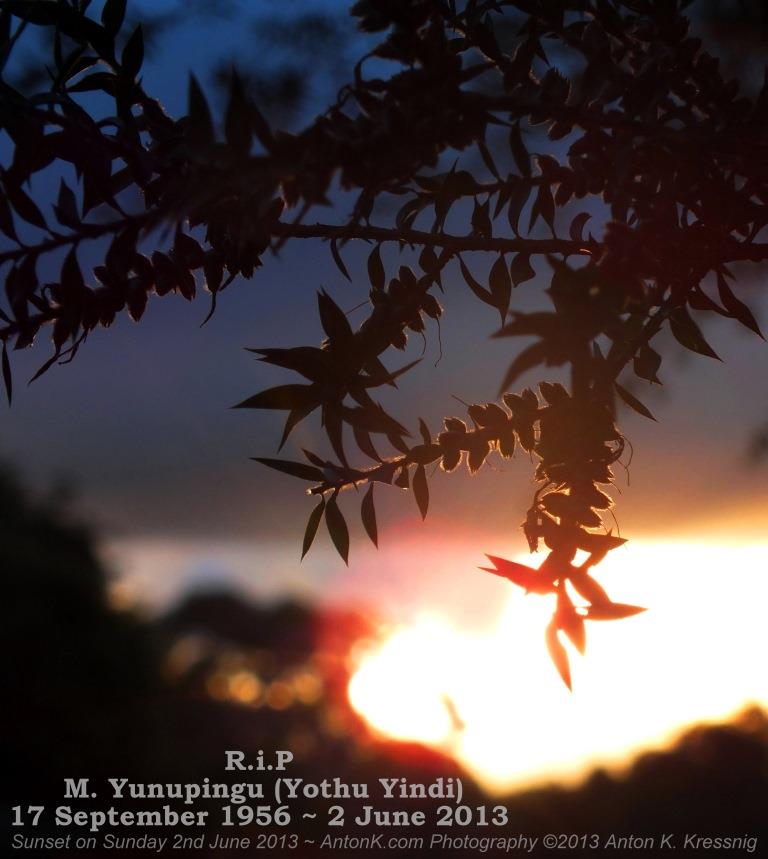 Yunupingu Yothu Yindi r.i.p sunset aboriginal lead singer died 2 June 2013 native Australian plants trees photo by AntonK