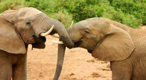 A young male & female elephant start a mating ritual in the Addo Elephant Park, South Africa ~ photo by Charles J Sharp