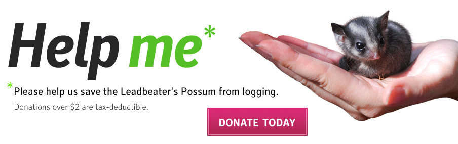 Help Me save Leadbeater’s Possum from logging donate today donations endangered cute Fairy Possums in hand animal banner